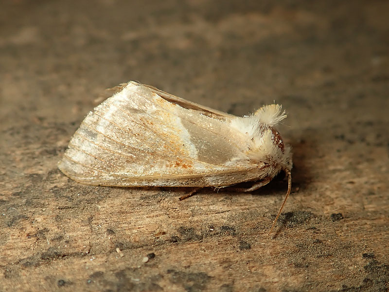 Habrosyne pyritoides - Drepanidae